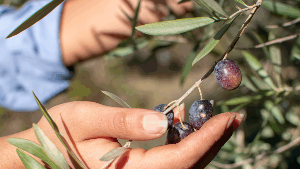 campagna olearia basilicata 2025 frantoio oleario colangelo cultivar majatica